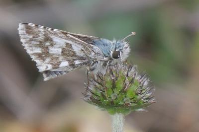 <i>Pyrgus</i>