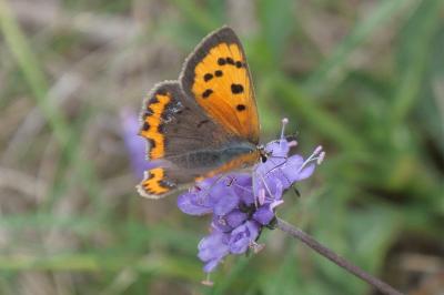 <i>Lycaena phlaeas</i>
