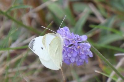 <i>Pieris rapae</i>