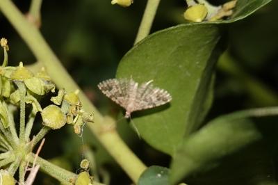 <i>Alucita hexadactyla</i>