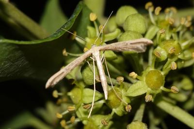 <i>Emmelina monodactyla</i>
