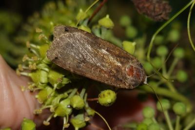 <i>Noctua pronuba</i>
