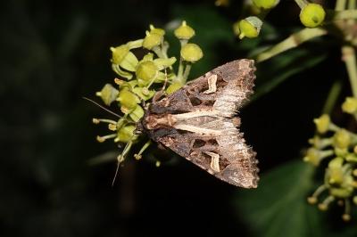 <i>Trigonophora flammea</i>