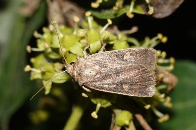 <i>Xestia xanthographa</i>