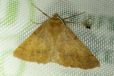 <i>Colotois pennaria</i>