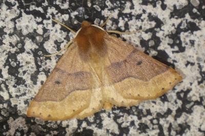 <i>Crocallis tusciaria</i>
