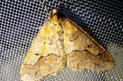 <i>Erannis defoliaria</i>