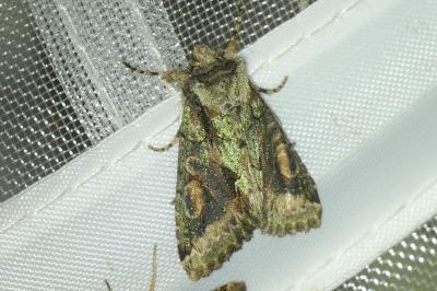 <i>Allophyes oxyacanthae</i>