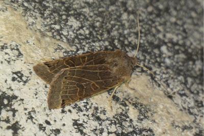 <i>Anchoscelis lunosa</i>