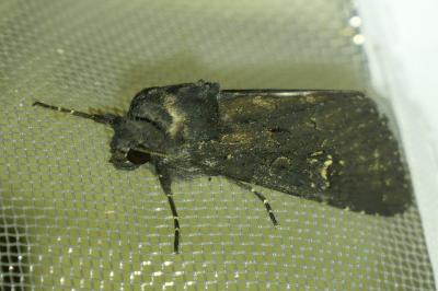 <i>Aporophyla nigra</i>