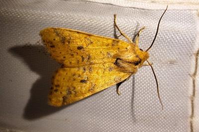 <i>Cirrhia gilvago</i>