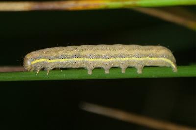<i>Lacanobia oleracea</i>