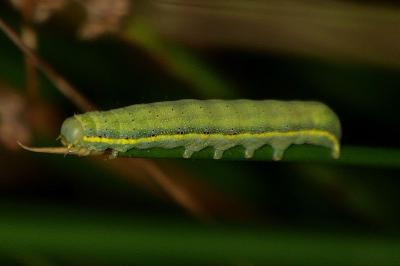 <i>Lacanobia oleracea</i>
