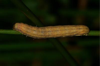 <i>Lacanobia oleracea</i>