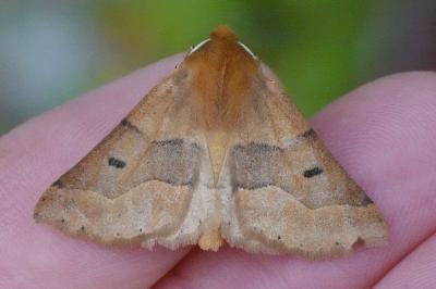<i>Crocallis tusciaria</i>