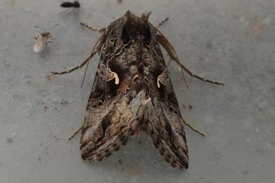 <i>Autographa gamma</i>