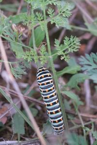 <i>Papilio machaon</i>