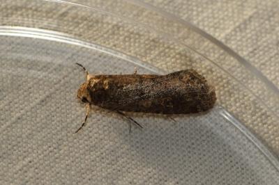 <i>Spodoptera exigua</i>