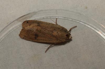 <i>Noctua pronuba</i>