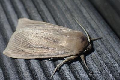 <i>Rhizedra lutosa</i>