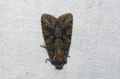 <i>Dryobotodes eremita</i>