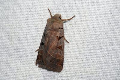<i>Eugnorisma glareosa</i>