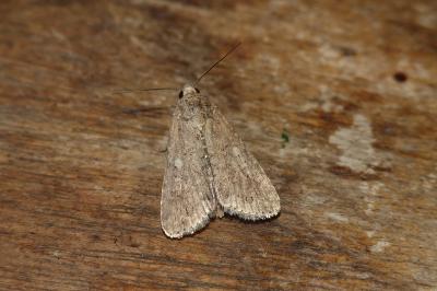 <i>Spodoptera exigua</i>
