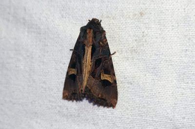 <i>Trigonophora jodea</i>