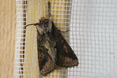 <i>Allophyes oxyacanthae</i>