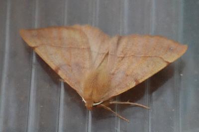 <i>Colotois pennaria</i>