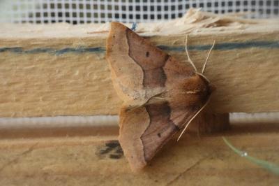 <i>Crocallis tusciaria</i>