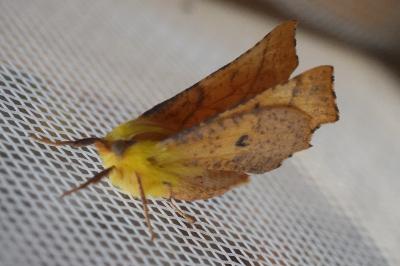 <i>Ennomos alniaria</i>