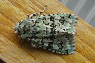 <i>Griposia aprilina</i>