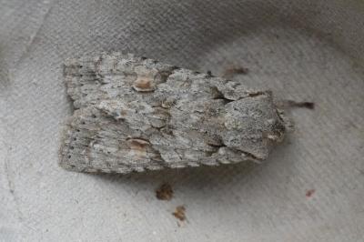 <i>Lithophane ornitopus</i>