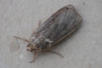 <i>Noctua pronuba</i>