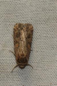 <i>Spodoptera exigua</i>