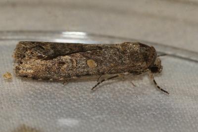 <i>Spodoptera exigua</i>