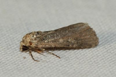 <i>Spodoptera exigua</i>