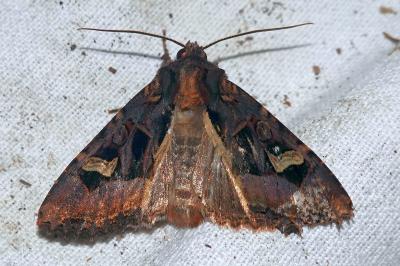 <i>Trigonophora jodea</i>