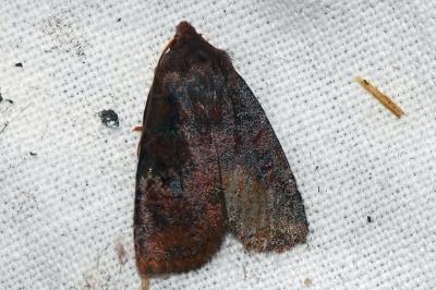<i>Conistra ligula</i>