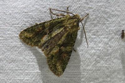 <i>Dryobotodes eremita</i>