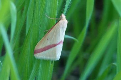<i>Rhodometra sacraria</i>