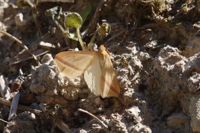 <i>Rhodometra sacraria</i>