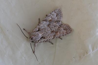 <i>Lithophane ornitopus</i>
