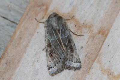 <i>Anchoscelis lunosa</i>