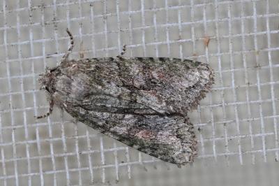 <i>Dryobotodes eremita</i>