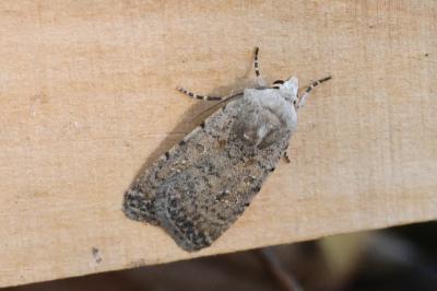 <i>Caradrina clavipalpis</i>