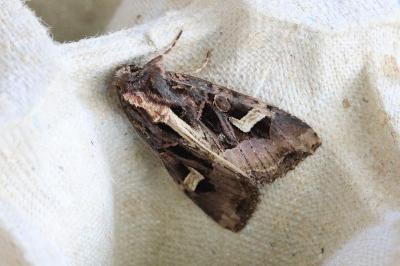 <i>Trigonophora flammea</i>