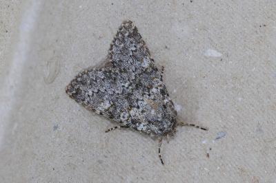 <i>Polymixis flavicincta</i>