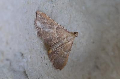 <i>Endotricha flammealis</i>